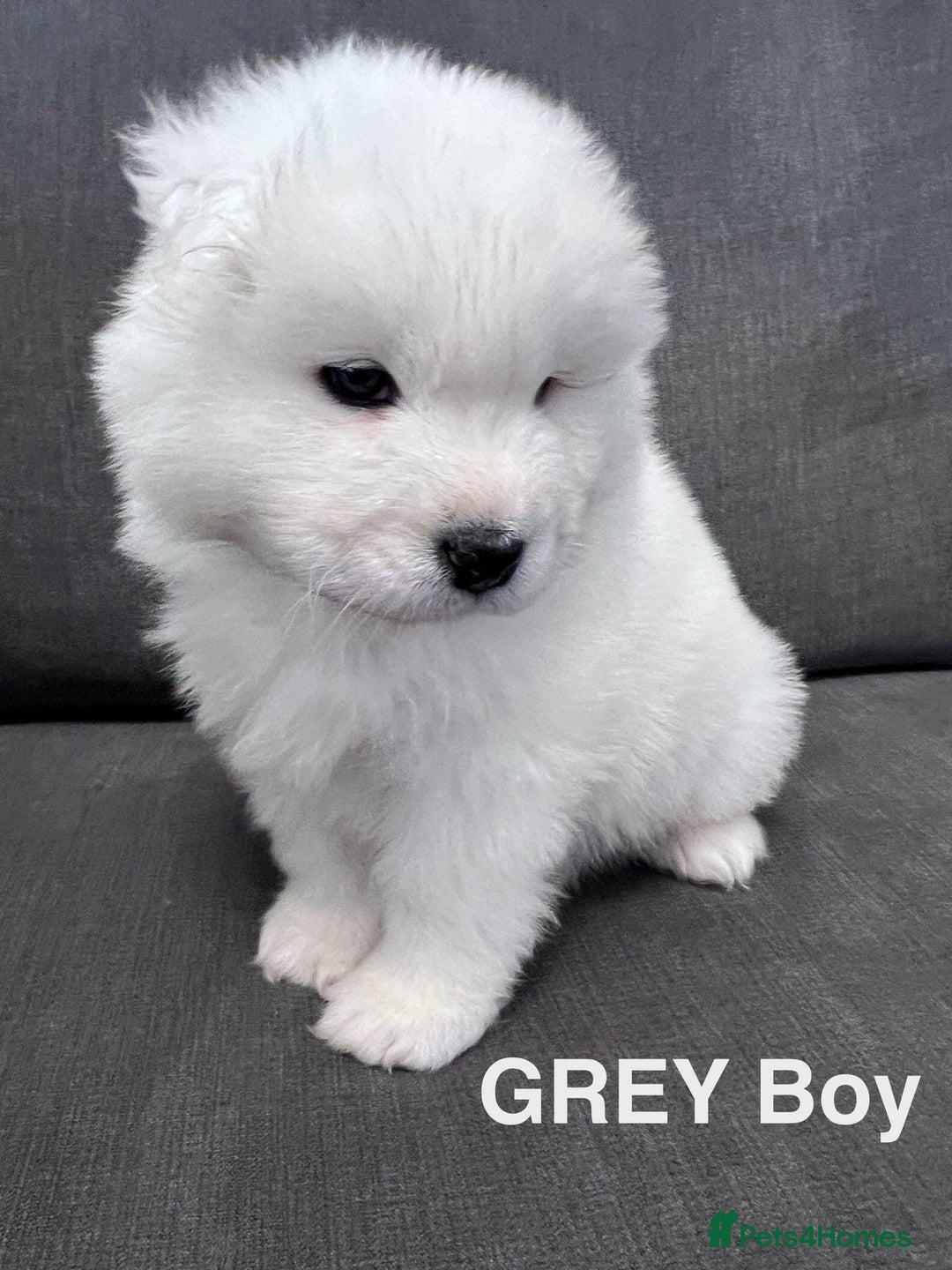 Samoyed dogs for sale: Samoyed puppies - gorgeous white bundle of joy! - Advert 7