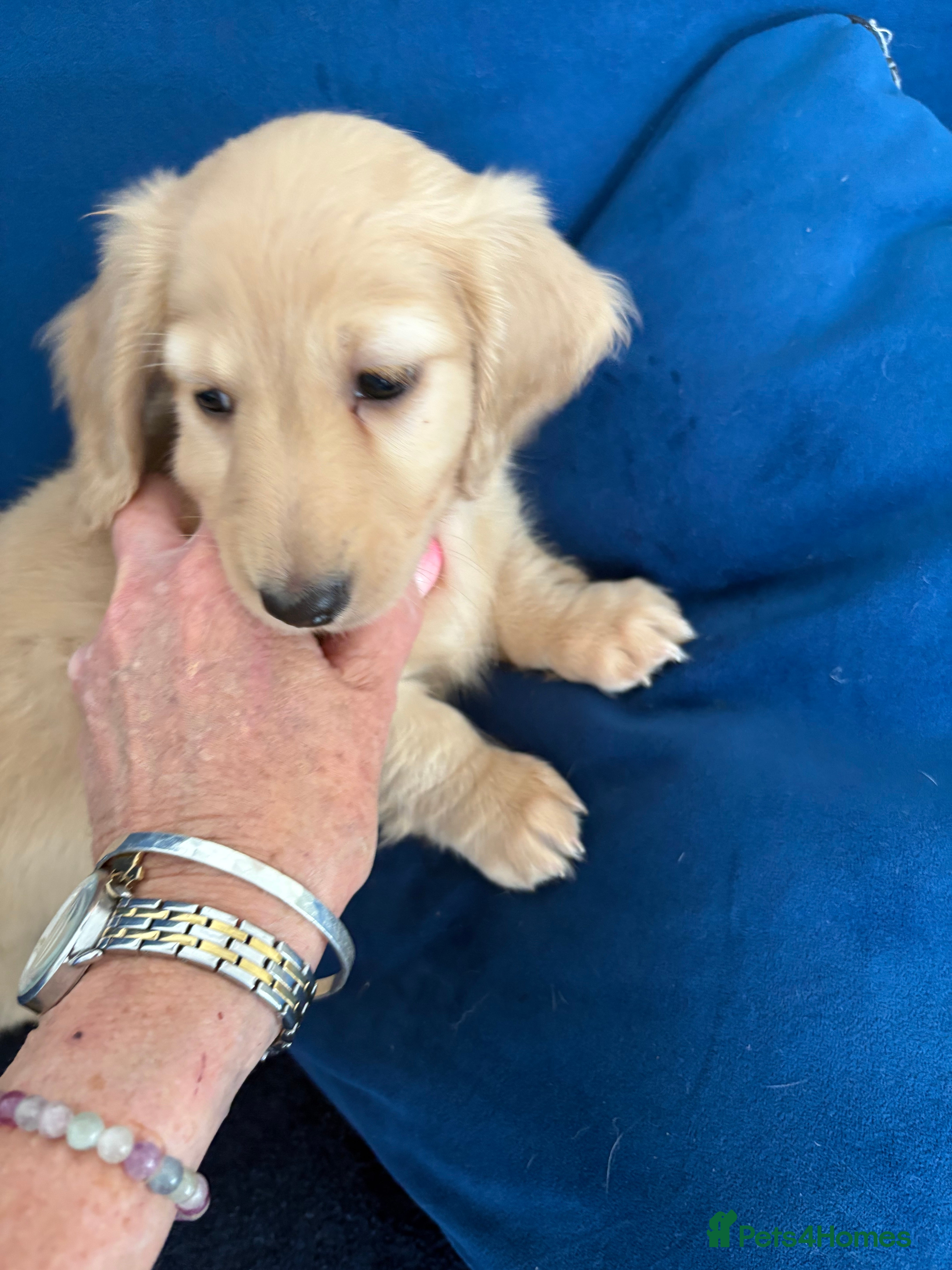 Miniature Dachshund dogs Pure cream mini long haired dachshund pups - Advert 2
