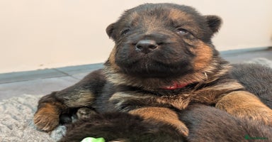 German Shepherd dogs - Advert 10