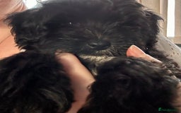 Maltipoo dogs for sale: Beautiful cheeky maltipoo, ball of fluff - Image 2