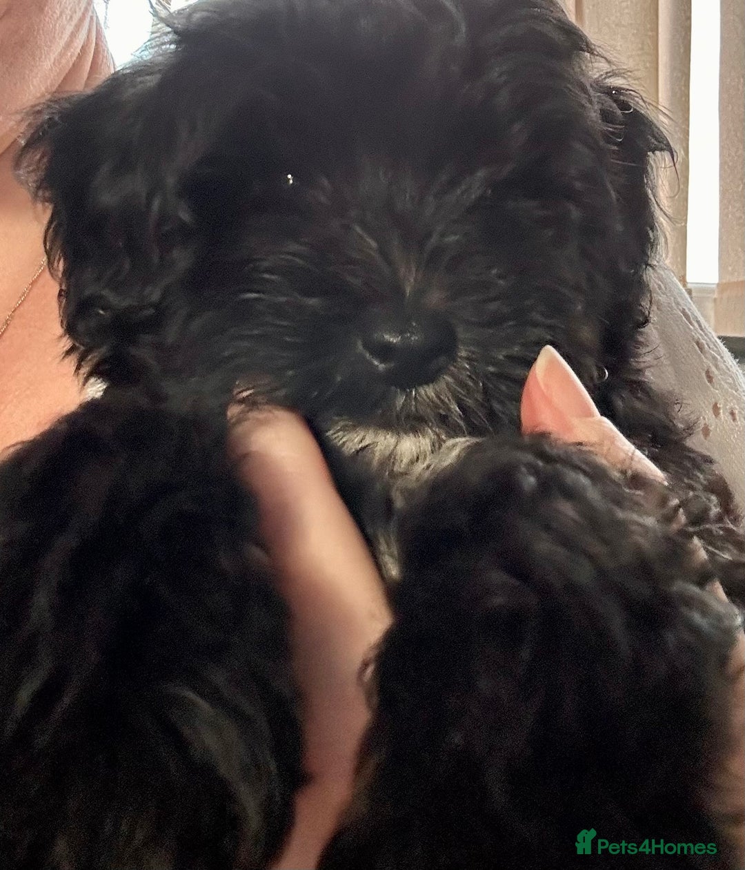 Maltipoo dogs for sale: Beautiful cheeky maltipoo, ball of fluff - Image 2