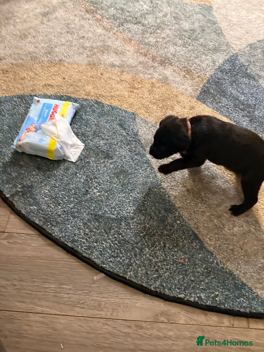 Labrador Retriever dogs for sale: Labrador X Boxerdore puppies  - Advert 35