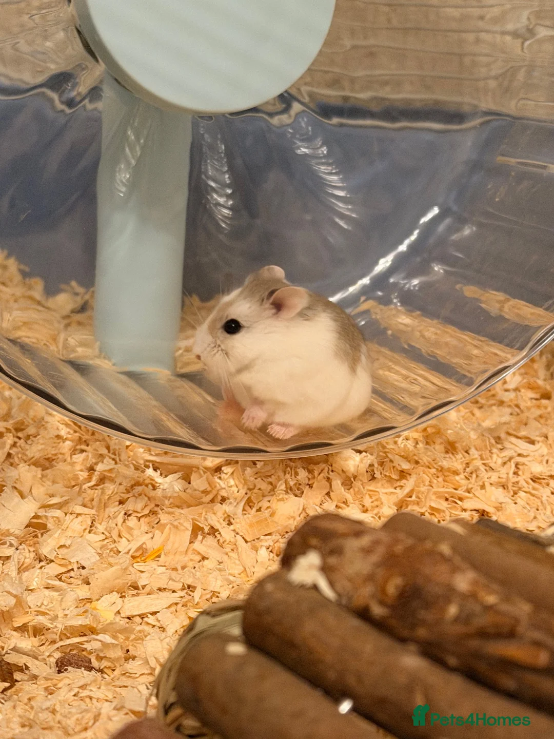 Hamster rodents for sale: Male Robo Dwarf Hamster in Liverpool - Advert 2