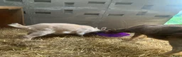 Goats livestock for sale: Goats - Nanny Kid and Whether - Advert 5