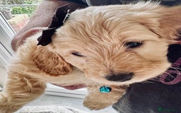 Mixed Breed dogs for sale: Beautiful Sproodle puppies stunning  - Image 21