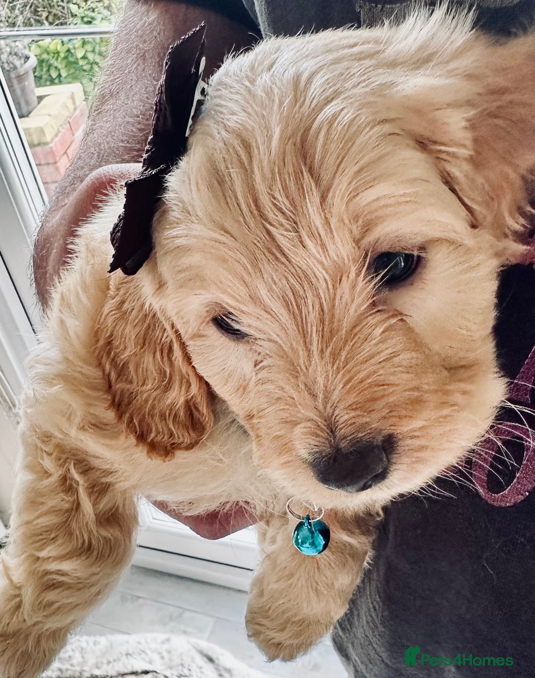 Mixed Breed dogs for sale: Beautiful Sproodle puppies stunning  - Image 21