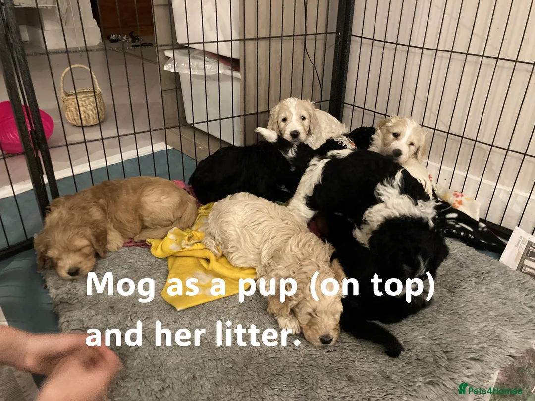 Double Doodle dogs for sale: Double Doodle Puppies Expected Soon! - Advert 3