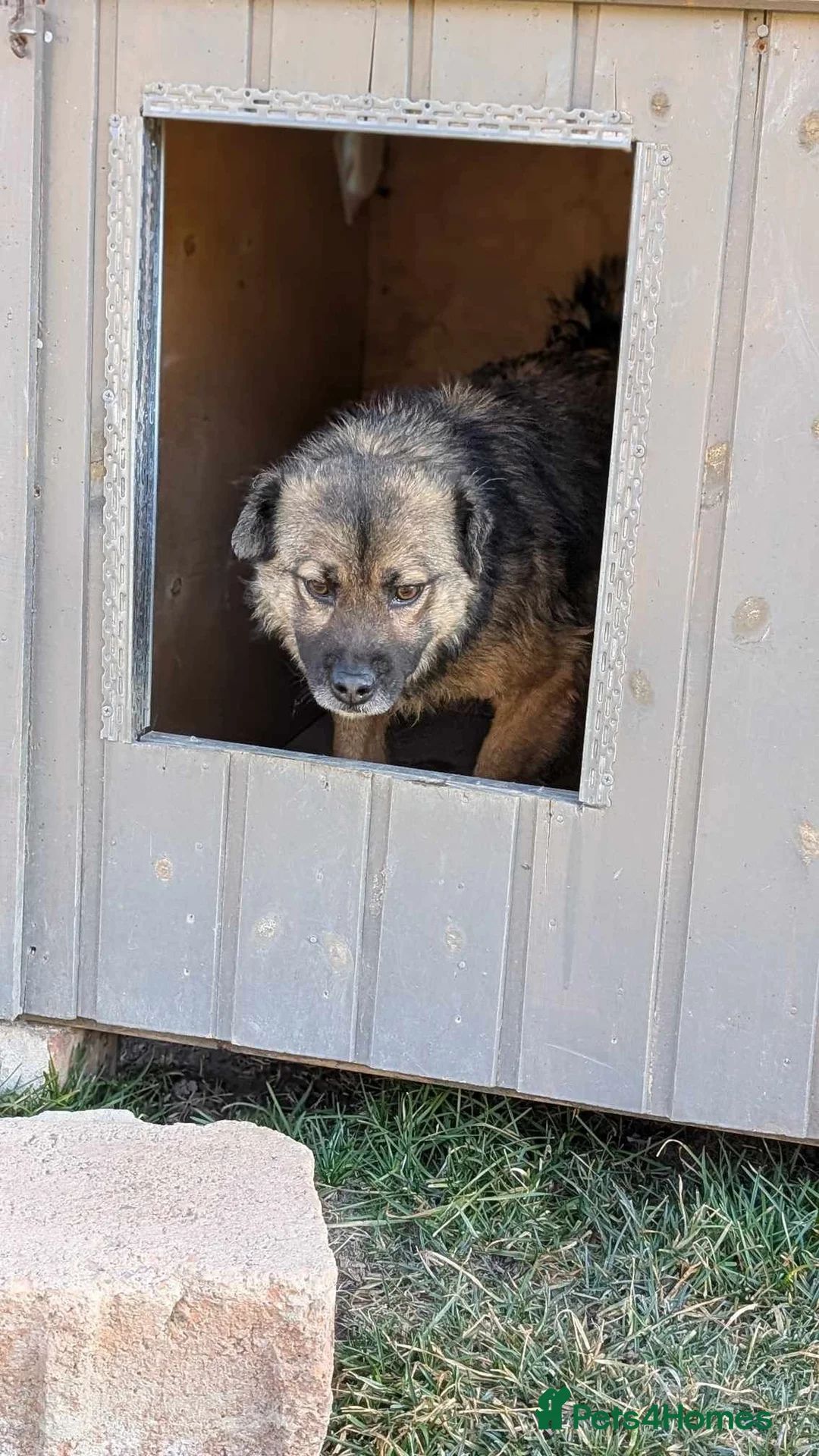 Mixed Breed dogs for adoption: Etta for adoption - Advert 4