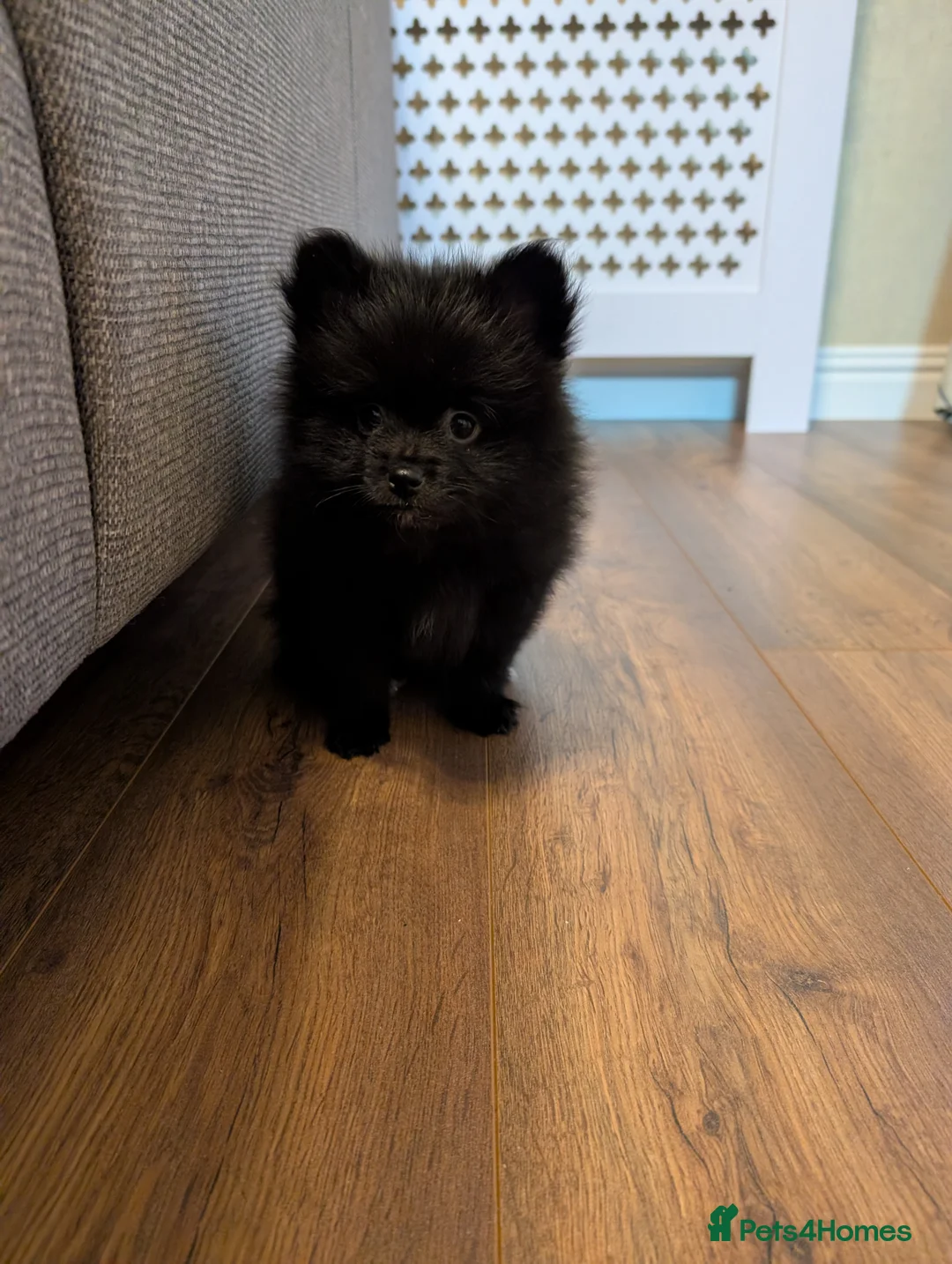 Pomeranian dogs for sale: Miniature Pomeranians - Advert 6