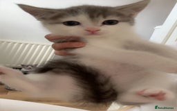 Domestic Shorthair cats for sale: Five beautiful blue eyed domestic kittens - Image 4