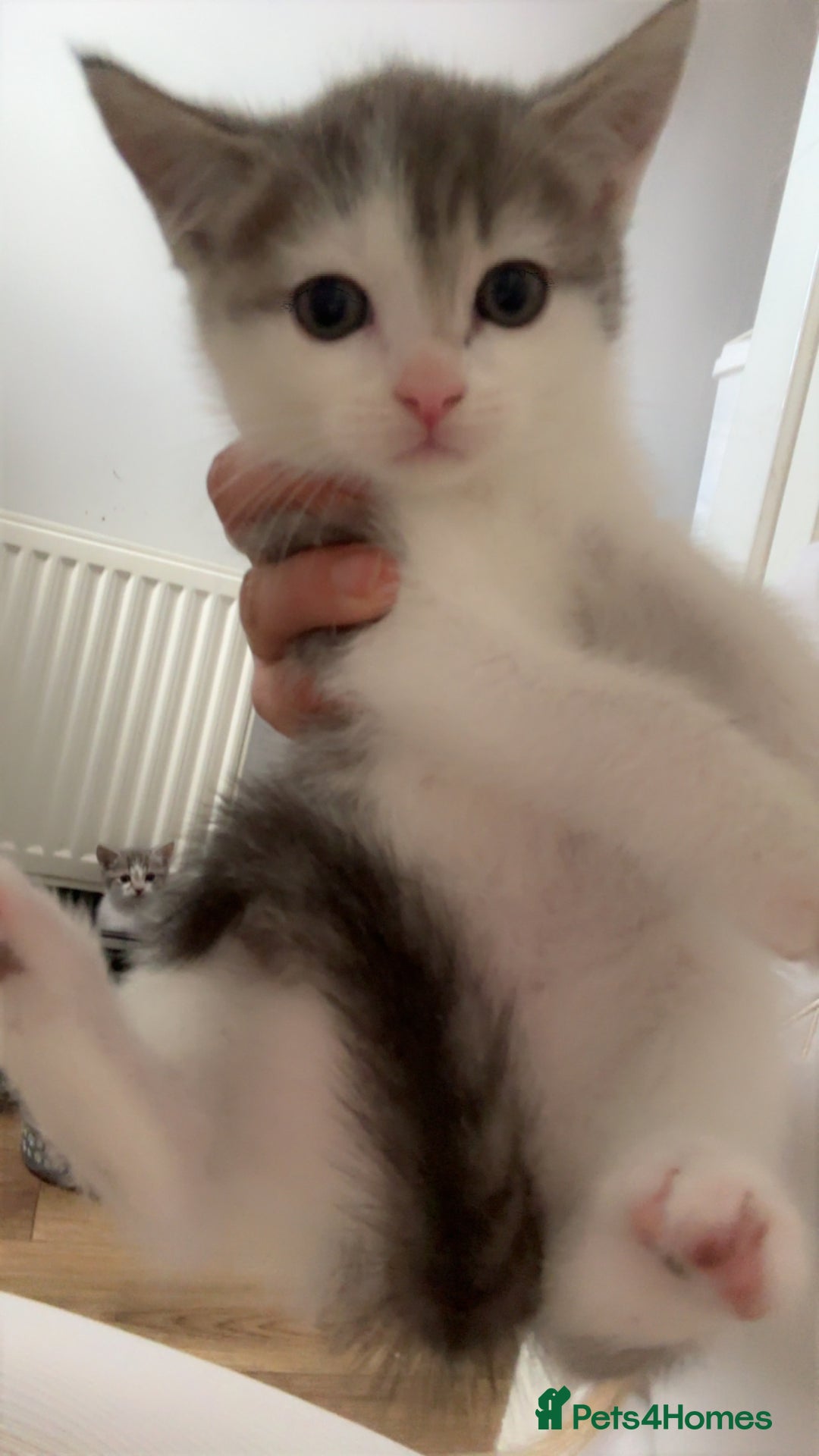 Domestic Shorthair cats for sale: Five beautiful blue eyed domestic kittens - Image 4
