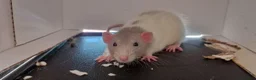 Rat rodents for sale: 3 Male rats plus cage, food and bedding etc in Cheltenham - Advert 1