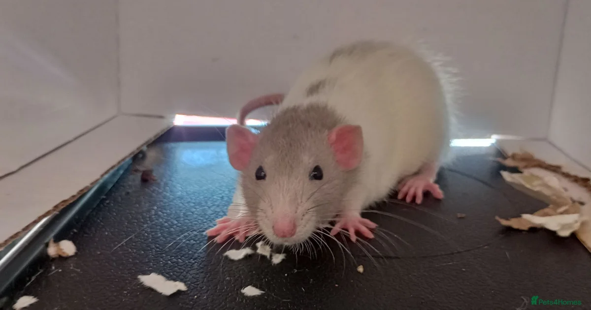 3 Male rats plus cage, food and bedding etc for sale in Cheltenham ...