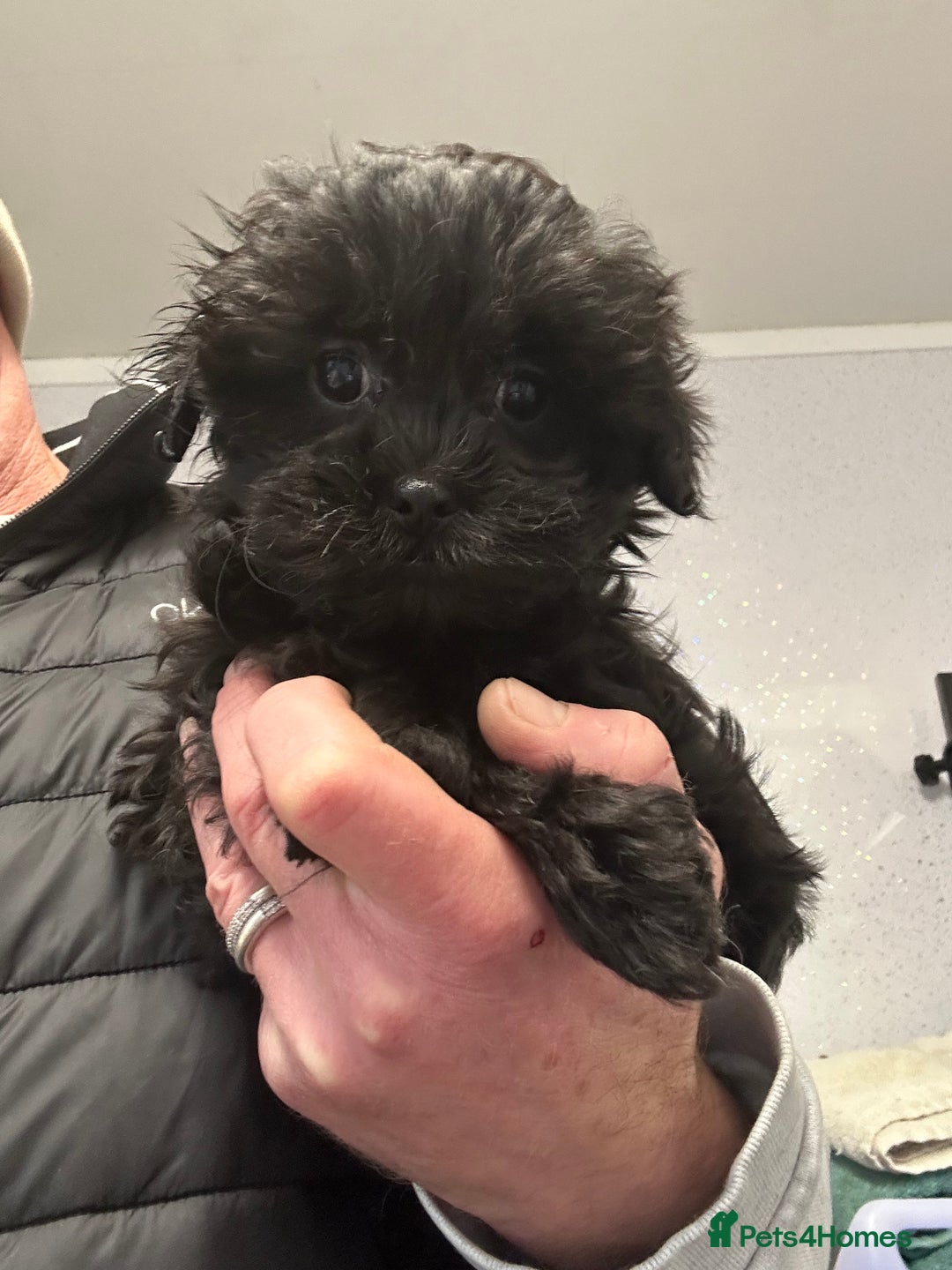 Shihpoo dogs for sale: Stunning shihpoo puppy’s ready now  - Advert 7