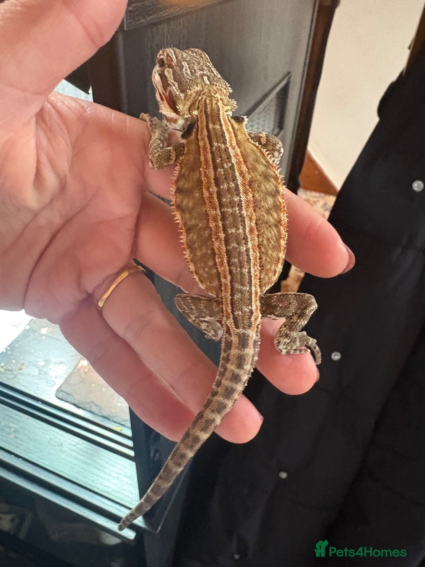 Bearded Dragon reptiles Bearded dragon  - Advert 2
