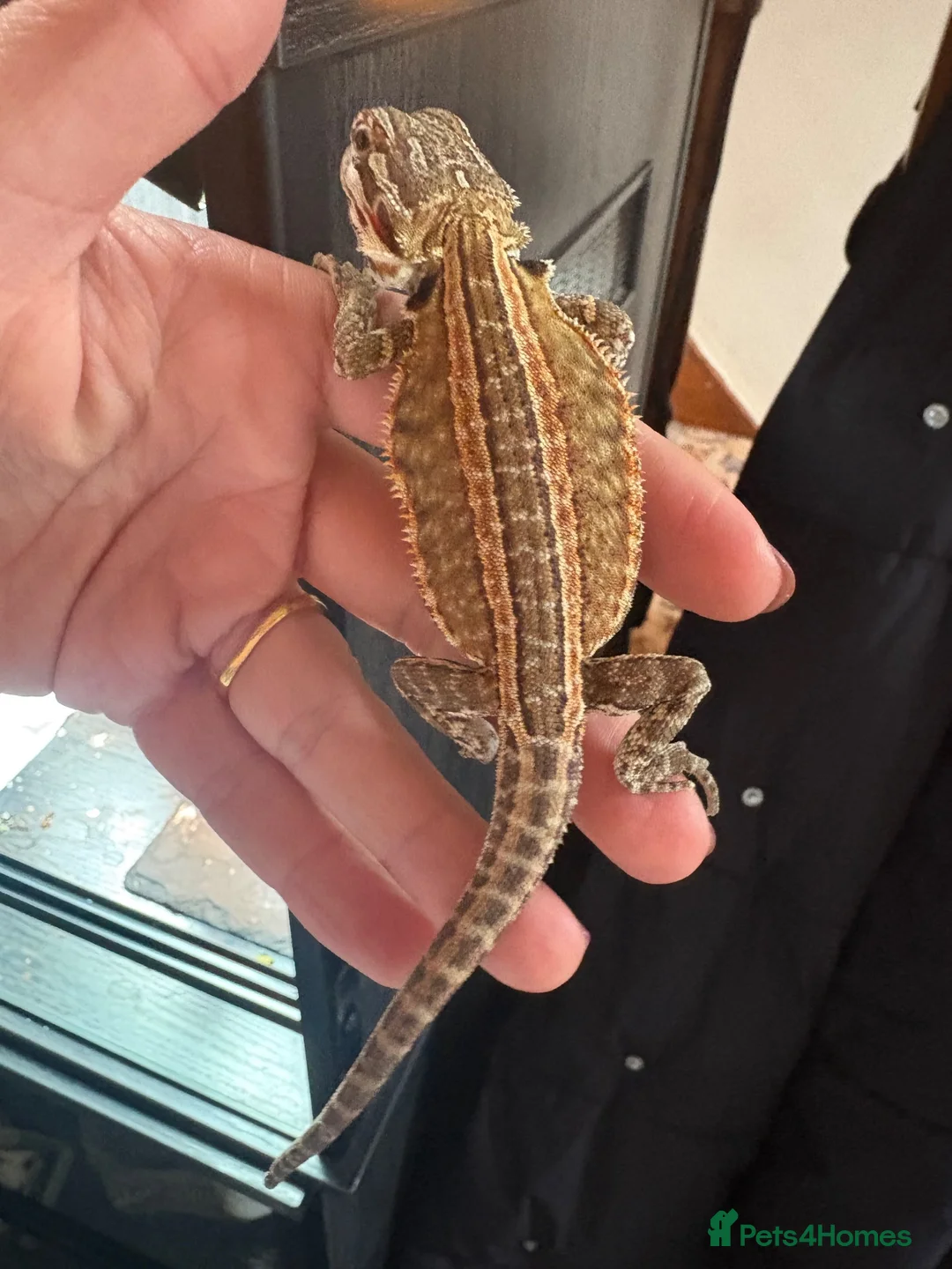 Bearded Dragon reptiles for sale: Bearded dragon  - Advert 2