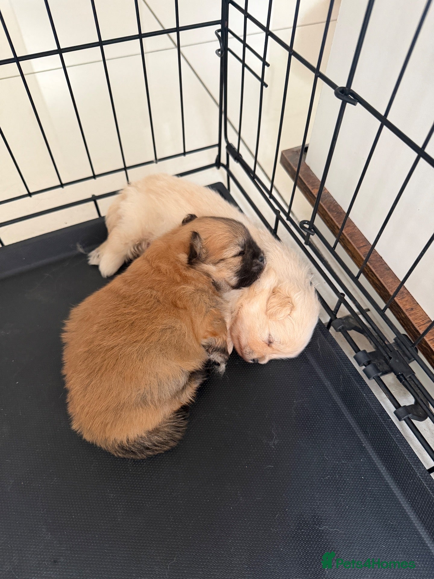 Pomeranian dogs Girl Pomeranian, Finance options available! - Advert 8