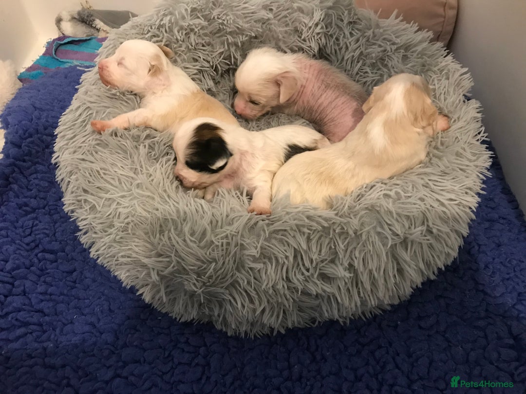 Chinese Crested dogs for sale: Chinese Crested puppies - Advert 15