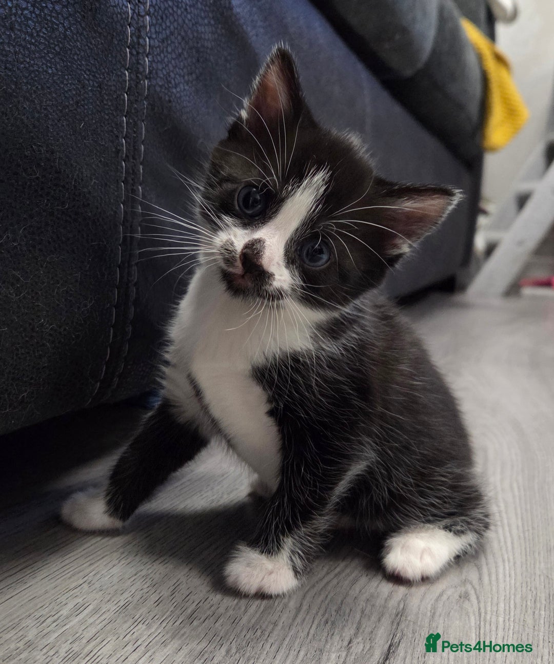 Mixed Breed cats for sale: Mixed breed kittens - Advert 14