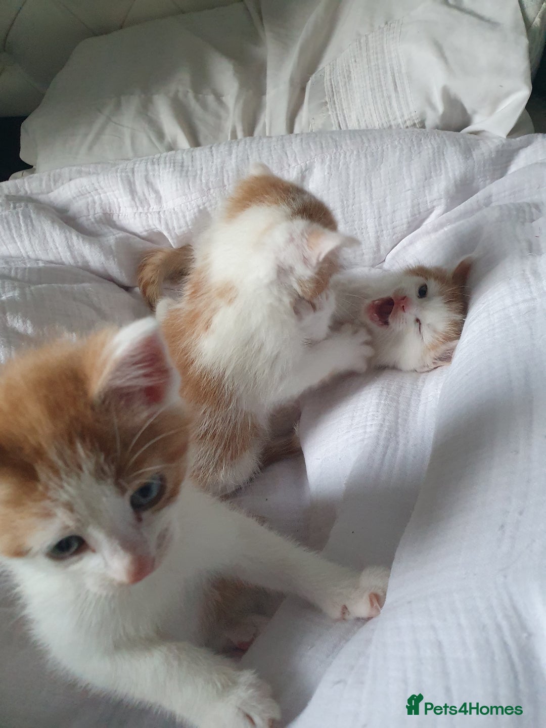 Mixed Breed cats for sale: Playful Ginger & White Kittens  - Advert 9