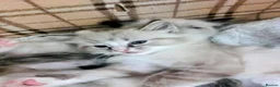 Ragdoll cats for sale: THREE SUPERB RAGDOLL BOYS - Advert 4