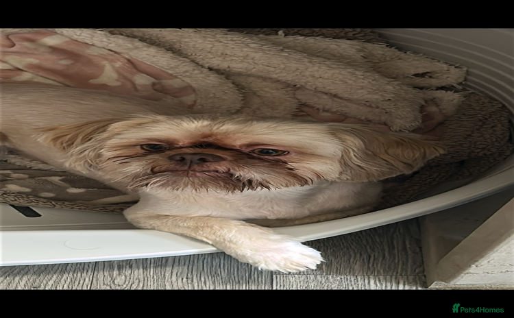 Shih Tzu dogs - Advert 5