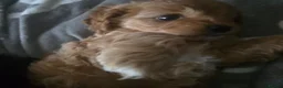 Cavapoo dogs for sale: Teddy bear F1 cavapoo  - Advert 24