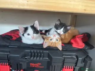 Mixed Breed cats Last 3 kittens Ready to leave - Advert 3