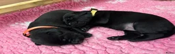 Labrador Retriever dogs for sale: KC Registered Labrador Puppies - Advert 9