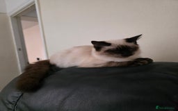 Ragdoll cats for sale: Two Beautiful Ragdoll Male ready for a new home - Image 7