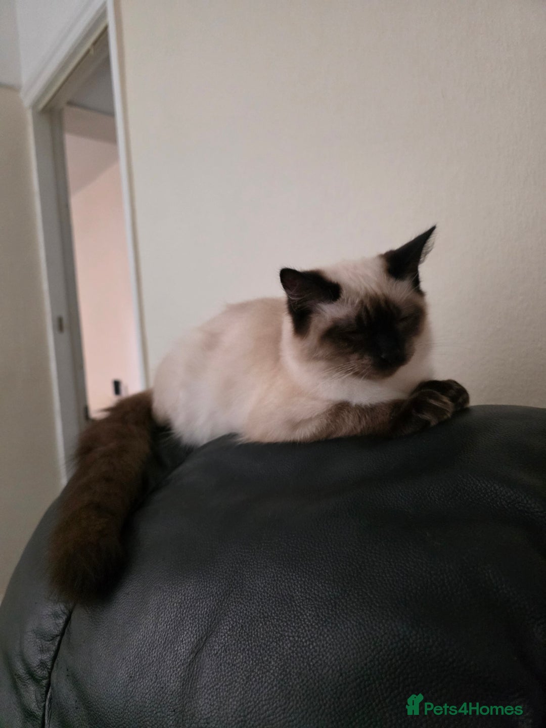 Ragdoll cats for sale: Two Beautiful Ragdoll Male ready for a new home - Image 7