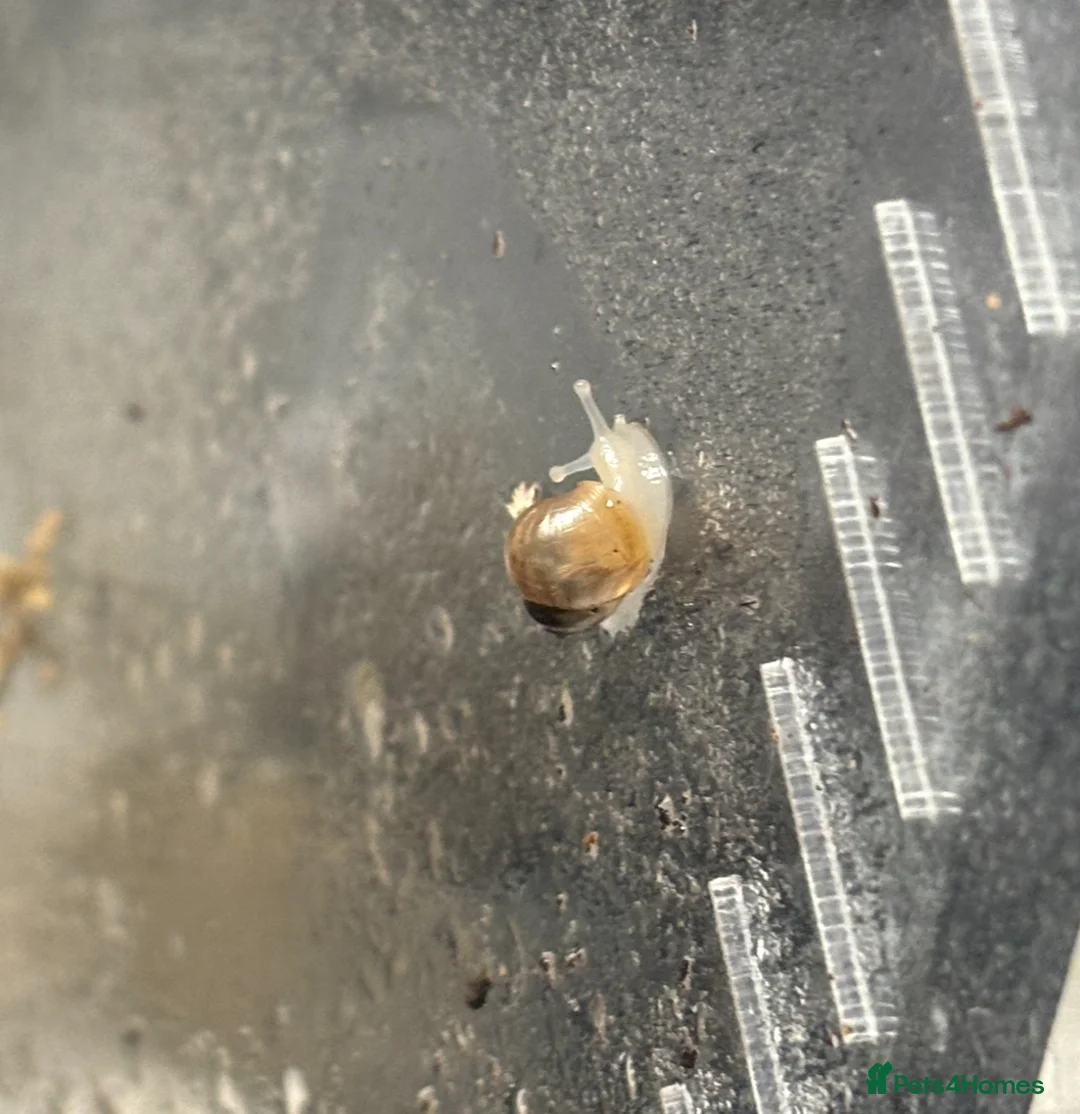 Snails invertebrates for sale: Giant African land snail babies - Advert 2