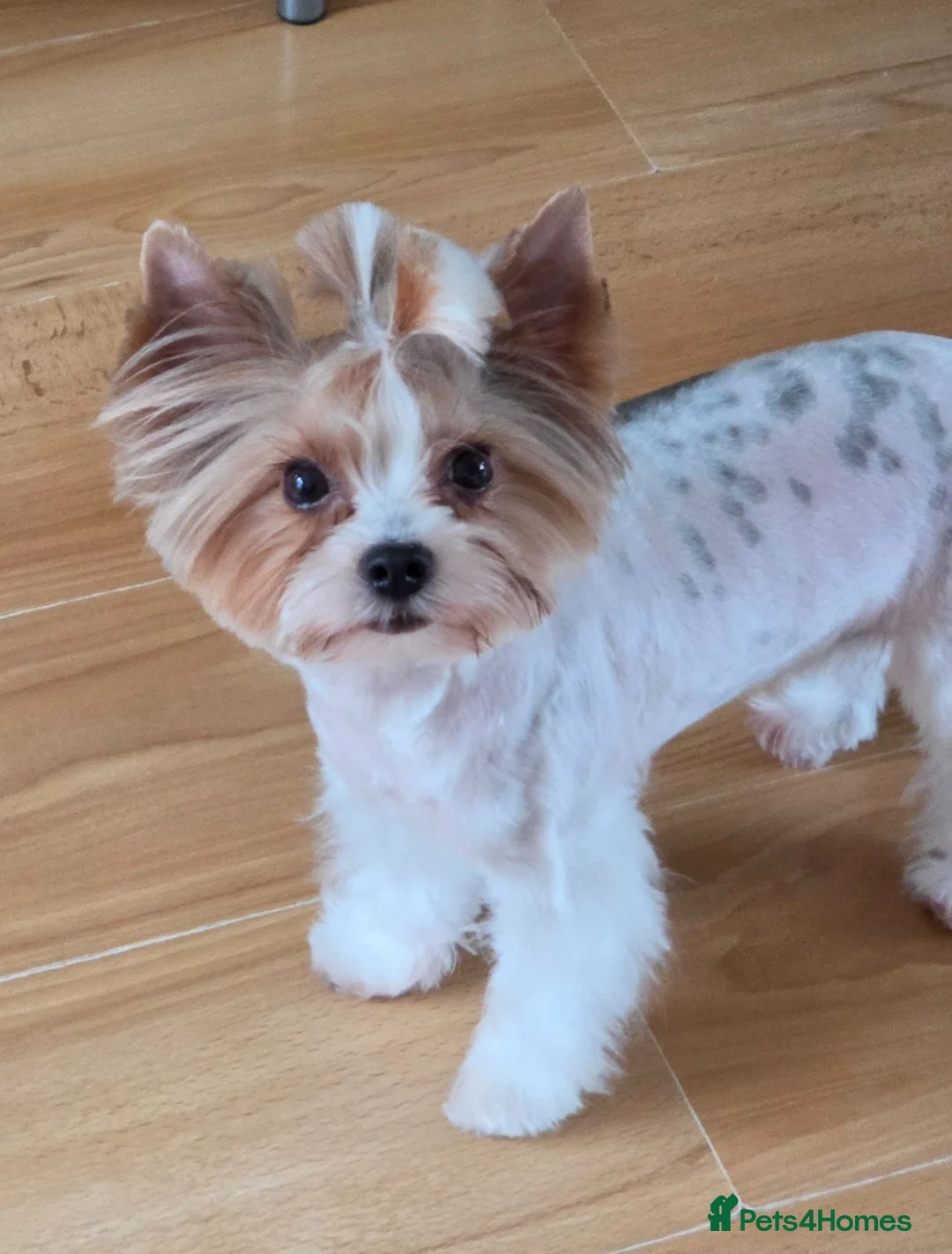 Biewer Terrier dogs for stud: Purebred Biewer Terrier with pedigree for stud   - Advert 2