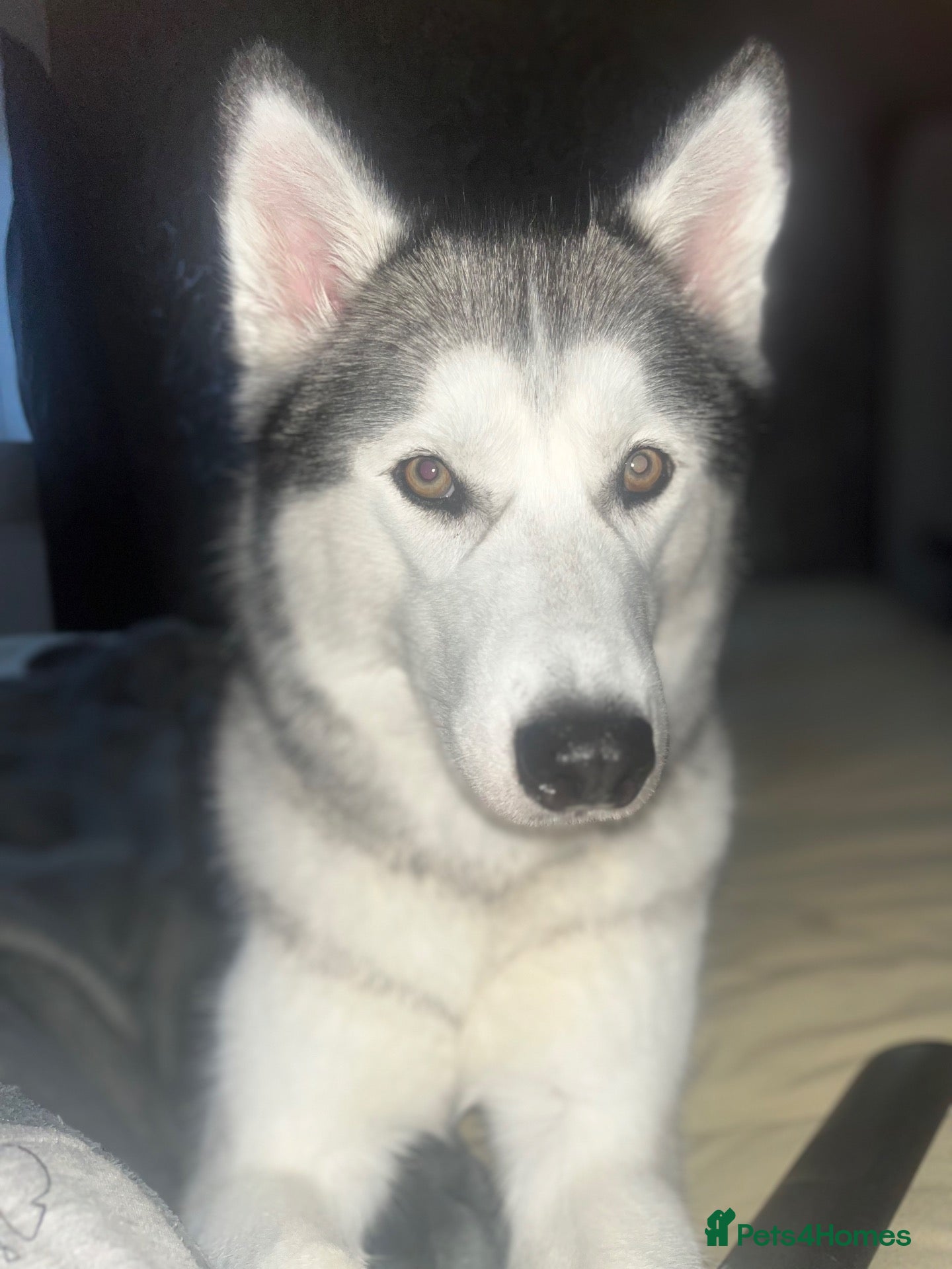 Siberian Husky dogs Free Female husky dog 3 year old  - Advert 1
