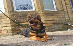 German Shepherd dogs for sale: Gsd for rehoming - Image 1