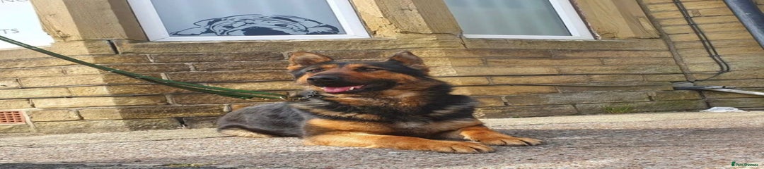 German Shepherd Puppy 1