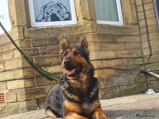 German Shepherd dogs Gsd for rehoming - Advert 18