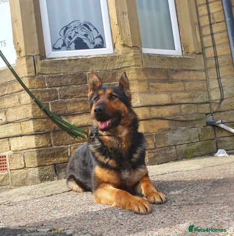 German Shepherd dogs - Advert 1
