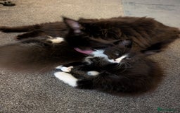 Maine Coon cats for sale: Maine Coon X kittens - Image 7