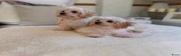 Maltipoo dogs for sale: * Sweet Korean Maltipoo Girl * - Advert 16