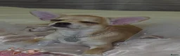 Chihuahua dogs for sale: 🐾Chihuahua Girl ready for forever loving homes - Advert 9