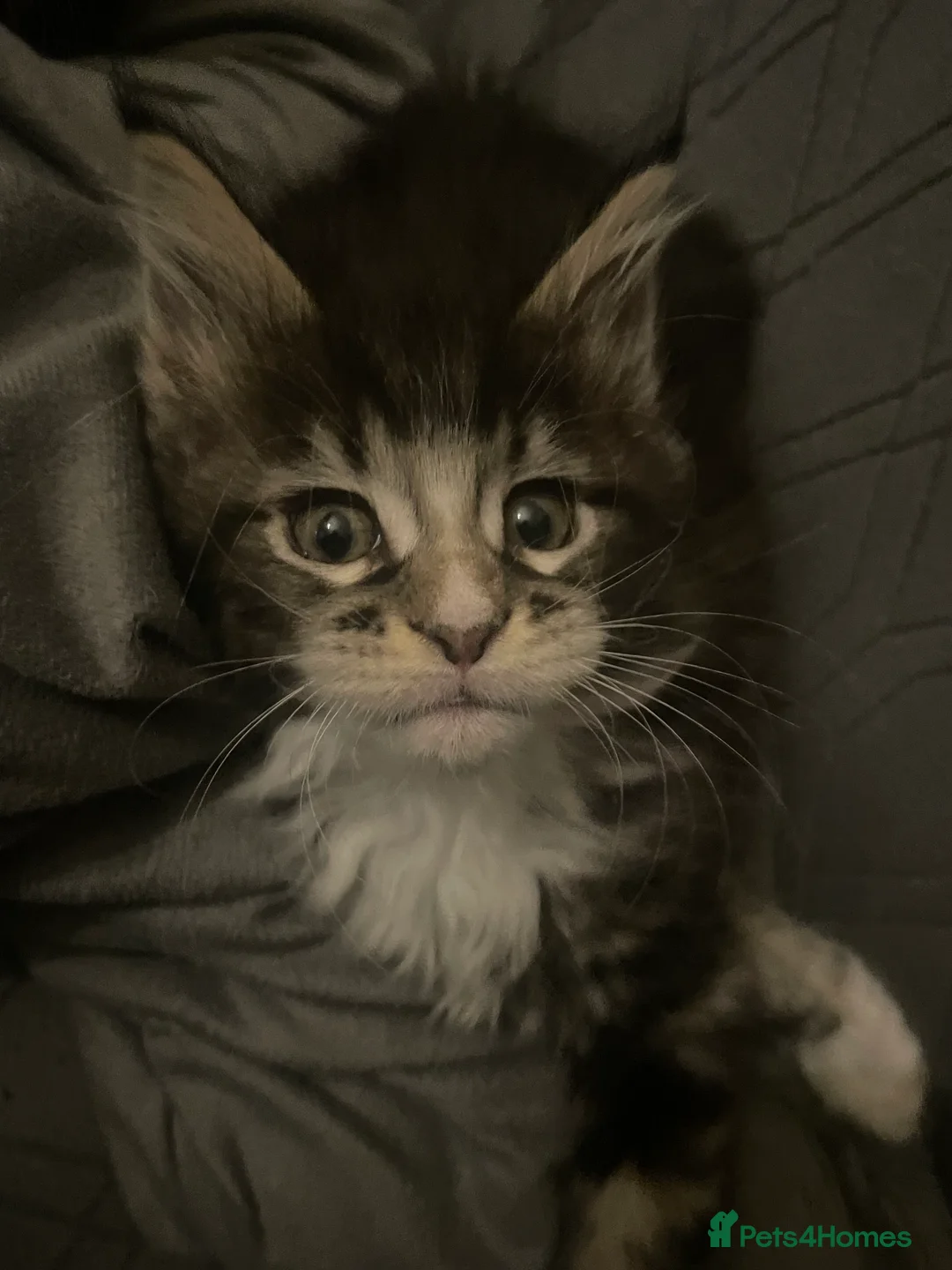 Maine Coon cats for sale: Maine coon kittens for sale ready now - Advert 5