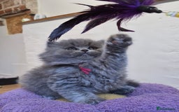British Longhair cats for sale: GCCF Registered British Longhair kittens - Image 9