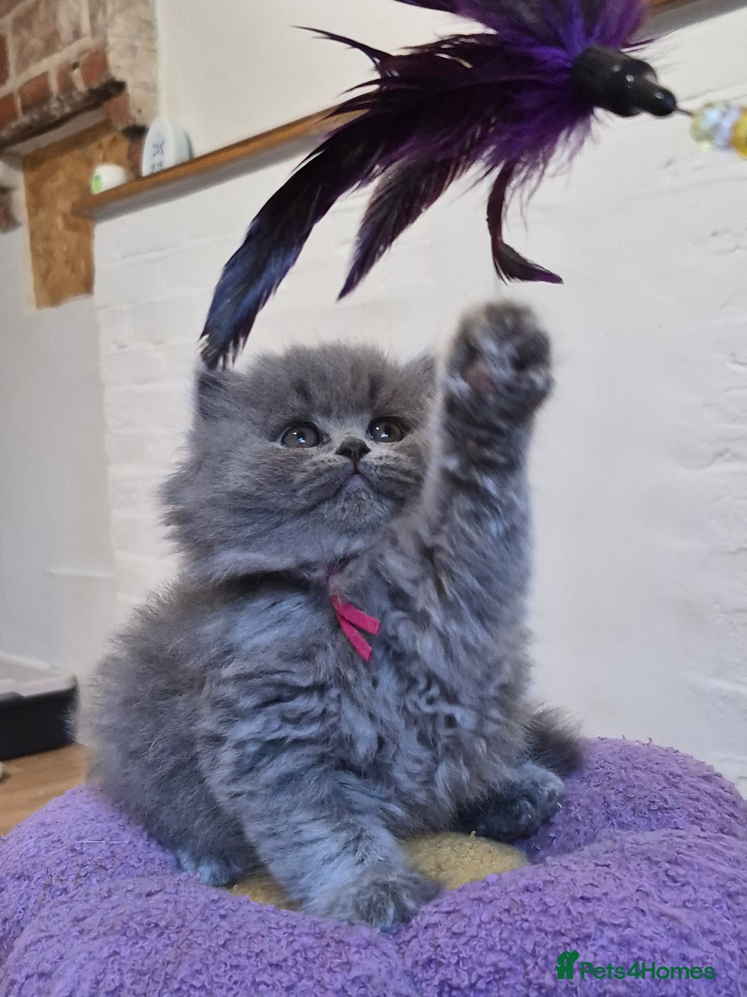 British Longhair cats for sale: GCCF Registered British Longhair kittens - Image 9