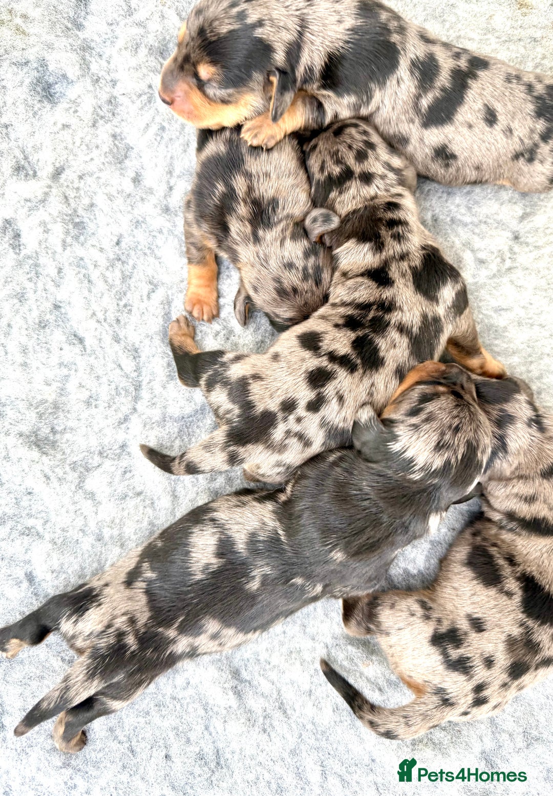 Miniature Dachshund dogs for sale: Stunning silver dapple miniature dachshunds - Image 4
