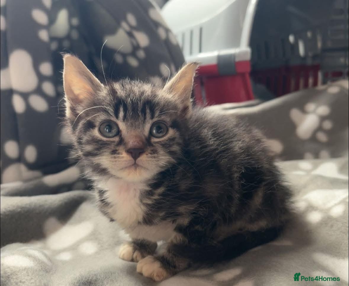 Mixed Breed dogs Male kitten 10 weeks old - Advert 4