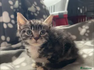 Mixed Breed dogs Male kitten 10 weeks old - Advert 4