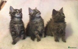 Maine Coon cats for sale: Ragdoll x Maine coon kittens  - Image 4