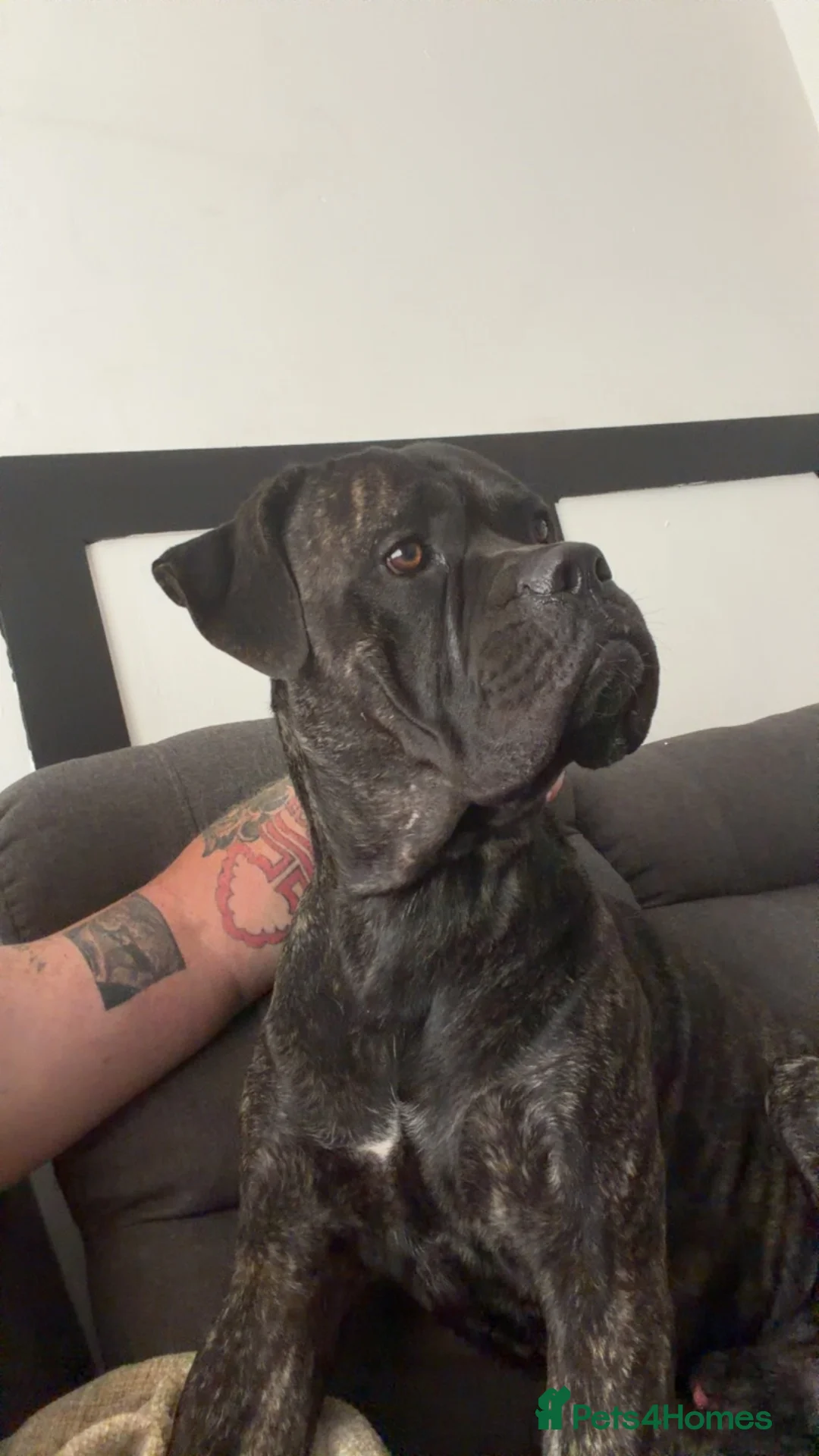 Cane Corso dogs for sale: Cane corso loving home only - Advert 3