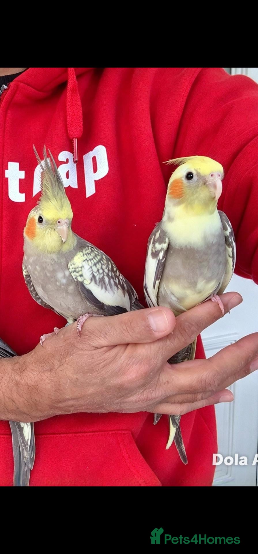 Cockatiels birds super silly hand tamed baby cockatiel - Advert 17